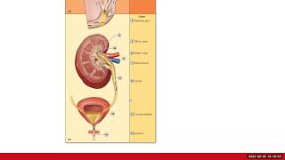 Urinary System Ch24 Review [upl. by Audra411]