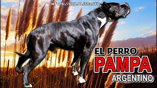 Perro Pampa Argentino La fusión perfecta entre dos poderosas razas caninas [upl. by Hobie]