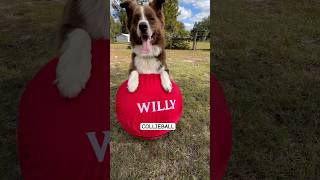 Best Toy for your furfriend herdingdog doglover dog collieballOriginalHerdingBall [upl. by Eanram]