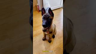 ❌Adorable Malinois Warrior Strength and Cuteness Combined dog belgianmalinoisdog malinois k9 [upl. by Enyleuqcaj]