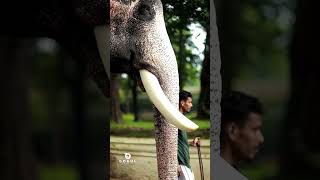 കുഞ്ചൻ 🤍😍  ukkens kunju elephantnewshortsshorts feed [upl. by Wiatt]