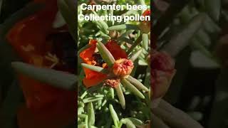 Demonstration video made from our Splice app tutorial “carpenter bees collecting pollen” [upl. by Enoek]