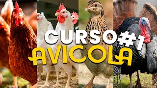 ✅Curso Avicola 1 introducción orien historia como criar aves Avicultura  tecnicas avicolas [upl. by Flore]