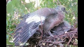 Wood pigeon 1 Chick 1 Fled Day 17 Part 4  Live Stream [upl. by Iram]