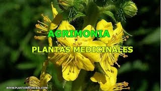 La Agrimonia  Propiedades y Beneficios Medicinales [upl. by Hbahsur]