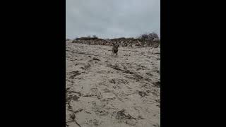 hundetraining am hundestrand mydog borderterrier bor [upl. by Woodsum]