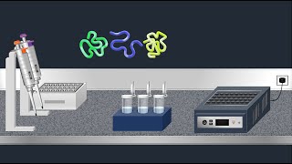 SDSPAGE Sodium Dodecyl Sulfate–PolyAcrylamide Gel Electrophoresis–Animation [upl. by Ydollem976]