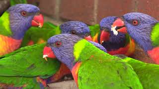 Lorikeet Flock and Talking about Bird Trafficking at Dr Roms Bird Sanctuary [upl. by Rheinlander]