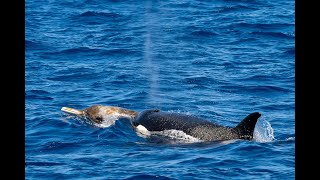 Beaked Whale Pursuit by the Bremer Canyon Orcas [upl. by Lrae]