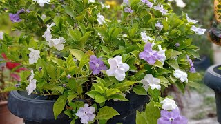 Kiss Me Quick Flower Yesterday Today and Tomorrow Plant  Brunfelsia Pauciflora [upl. by Kerman]