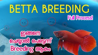 How to breed betta fish  betta breeding malayalam  Fighter Breeding 🐠 betta [upl. by Yemrej]