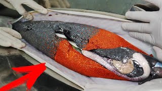 Incredible Method of Growing Black and Red Caviar  Caviar Production  How to Make Red Caviar [upl. by Ck]