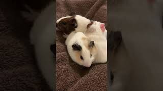 The Cutest Baby Guinea Pigs In The World [upl. by Joette]