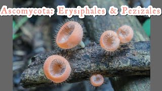 Ascomycota Erysiphales Pezizales  Fungi classification  Cup Fungi  lecture HarumkiAmma [upl. by Aiuqes]