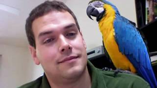 Rachel Talks Finally on Camera Macaw Talking Parrot Talking [upl. by Constant]