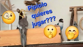 Monerías de pipis 😂 😅 1797 [upl. by Mariandi457]