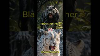 Black panther VS Snow Leopard VS Animals Weasel Coyote Lion animals wildlifebattle battle [upl. by Godard]