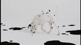 102 Dalmatians Teaser Trailer [upl. by Cesaro]