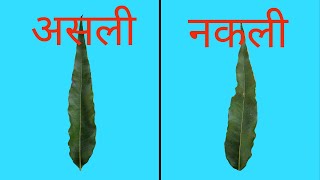 नकली अशोक और असली अशोक के पेड़ में अंतर। Difference in Saraca indica and Polyalthia longifolia [upl. by Refinneg]