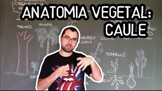 Organologia do Caule Anatomia  Aula 16 Botânica Prof Guilherme [upl. by Tomasine]