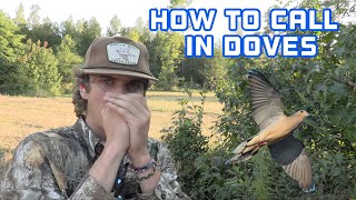 How to CALL in DOVES  Dove Hunting Millet Field 2022 [upl. by Aelegna]