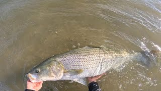 The Craziest Striper Fishing Ive Ever Seen GIANT Fish Landed [upl. by Nye]