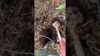 Garlic scape and Garlic harvesting asmr viral shortvideo beginning to the end garlic journey [upl. by Chastain]