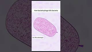 How Bacteriophage kill Bacteria by lytic cycle [upl. by Annasor]