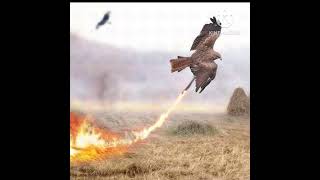 Firehawks  Its crazy fact [upl. by Menon]