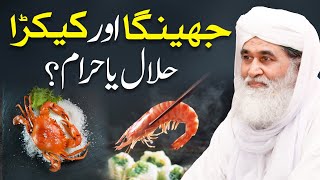 Kia Jheenga Prawns Khana Jaiz Hai  Kiya Kekra Halal Hai  Maulana Ilyas Qadri  Crab Soup [upl. by Thielen]