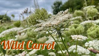 Wild Carrot Queen Anne’s Lace Daucus carota Identification [upl. by Aicia155]