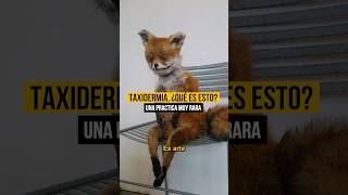 🫣 Algo muy oscuro la taxidermia datos perturbador curioso taxidermy bizarro [upl. by Nytsud]