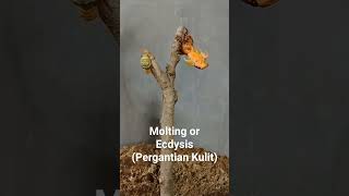 MoltingEcdysisPergantian Kulit [upl. by Ahsie587]