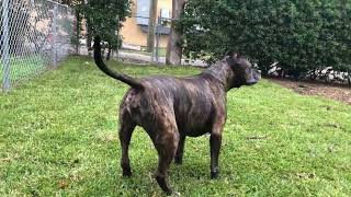 Brindle Pitbull [upl. by Adnauqal]