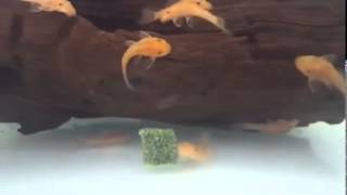 Super Red Bristlenose Pleco  Tank Bred  Feeding [upl. by Mendelson]