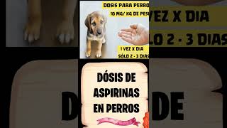 🔴Que Cantidad de ASPIRINA le Puedo Dar a mi PERRO ⏩ Dosis de ASPIRINA oral para PERROS ✅ [upl. by Otina]