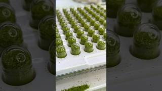 Make Your Own Sulforaphane Supplements 🌱 sulforaphane diy microgreens healthylifestyle [upl. by Margarethe]