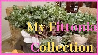 Fittonia Nerve Plant Display  Display plants [upl. by Ikim10]