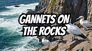 Gannets on the rocks [upl. by Tarrah192]