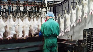 Modern Rabbit Farming and Harvest Technology 🐇 Rabbit meat processing in Factory  Rabbit Industry [upl. by Snow]