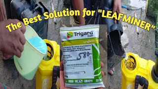 MIXING AND SPRAYING INSECTICIDES FOR LEAFMINER [upl. by Germin158]