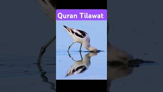 Quran Tilawat ayat quran surahikhlas foryou shortsfeed viralquran birds birdslover [upl. by Cyndi]