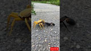 Two poisonous insects are fighting 😱🕷️vs🦂animals insects bug caterpillar mantis [upl. by Adnilreb]