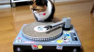 DJ Meme ♪ Cat Scratch Turntable [upl. by Tnattirb]