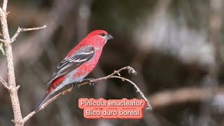 O canto do Bico duro boreal  Pinicola enucleator [upl. by Suidaht140]