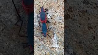 Female hauls male to a dark cave😱 matingred shouldered bug [upl. by Nollek]