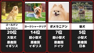 人気犬種 かわいいワンちゃんランキング 28選 [upl. by Piero15]