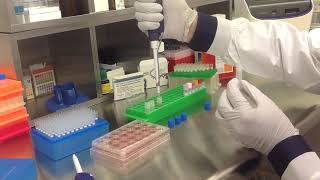 Altogen In Vitro 3T3L1 Transfection Tutorial [upl. by Langille]