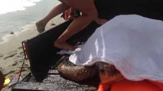 Sea Turtle Rescue in Dania Beach [upl. by Arno]