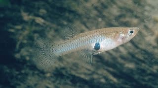 Species Profile  34  The Western Mosquitofish Gambusia affinis [upl. by Narut]